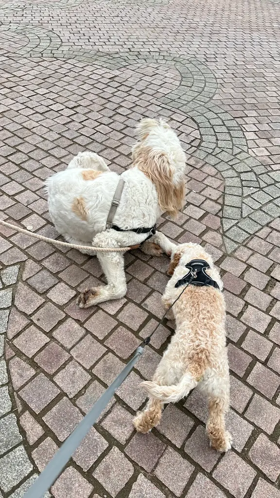 Cheddar and his friend