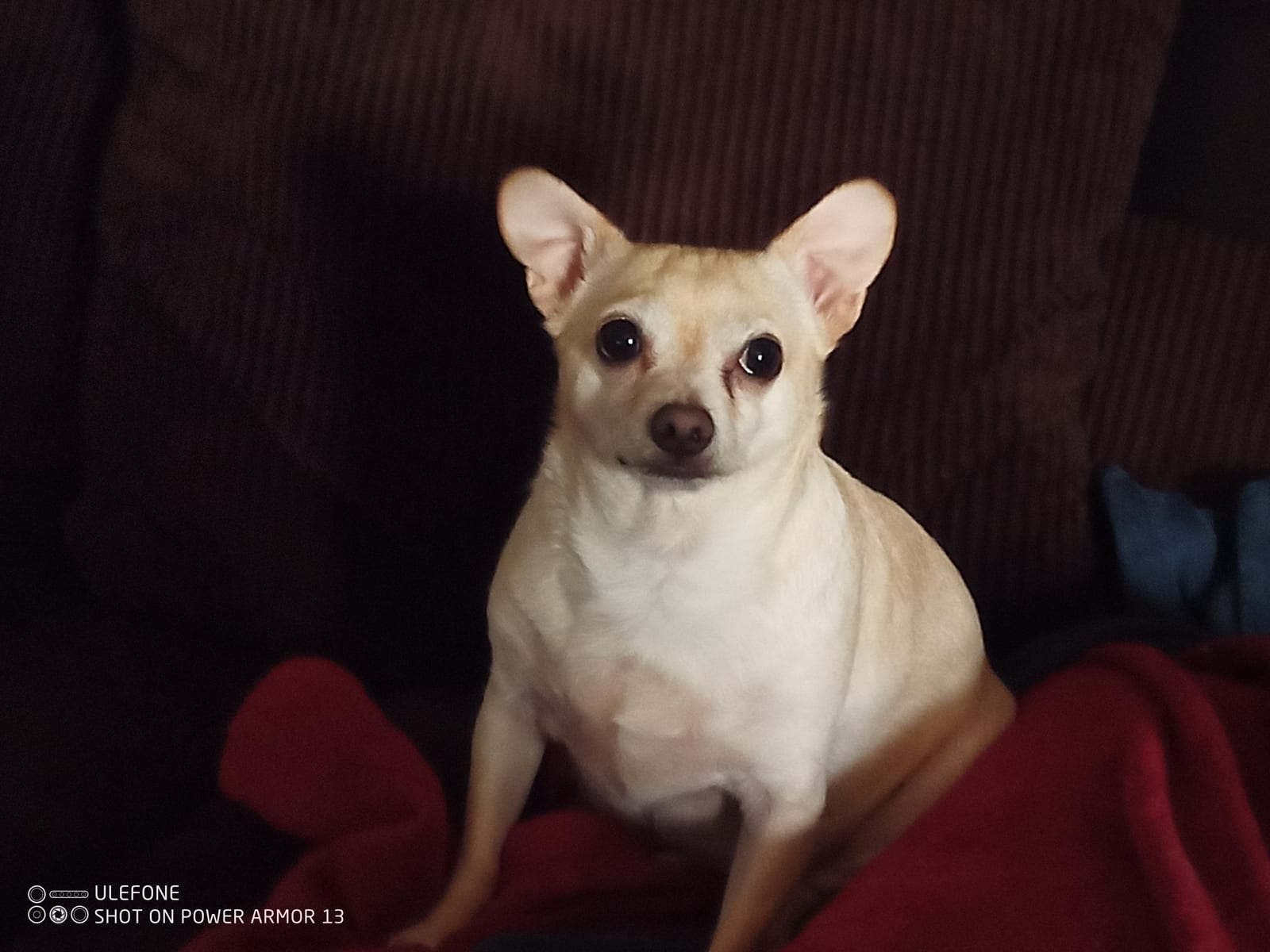 Rescued Albert 12 years ago and made him part of the family !