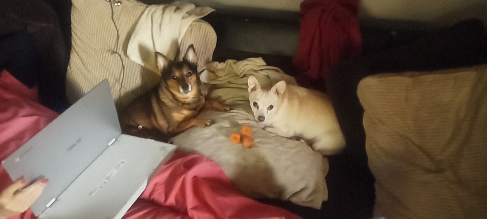 My pups Albert and Bella