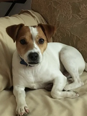 Fostered Jefferson for 2 weeks ... Energetic boy . .. We loved taking care of him !