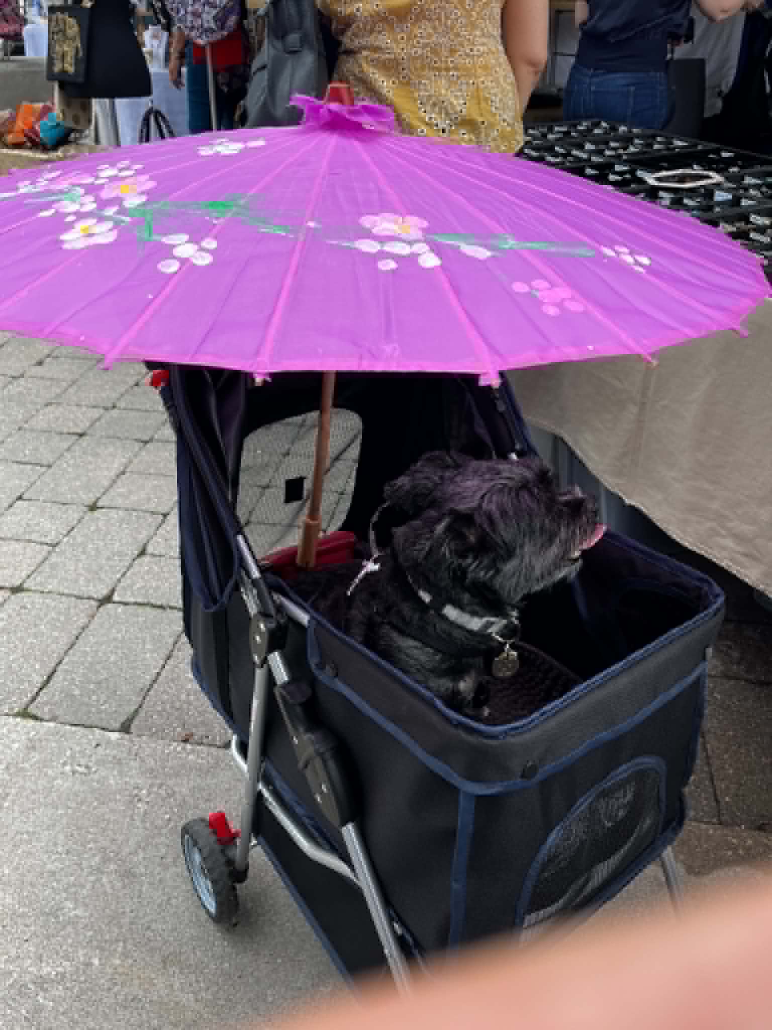 Fionn enjoying a stroller ride