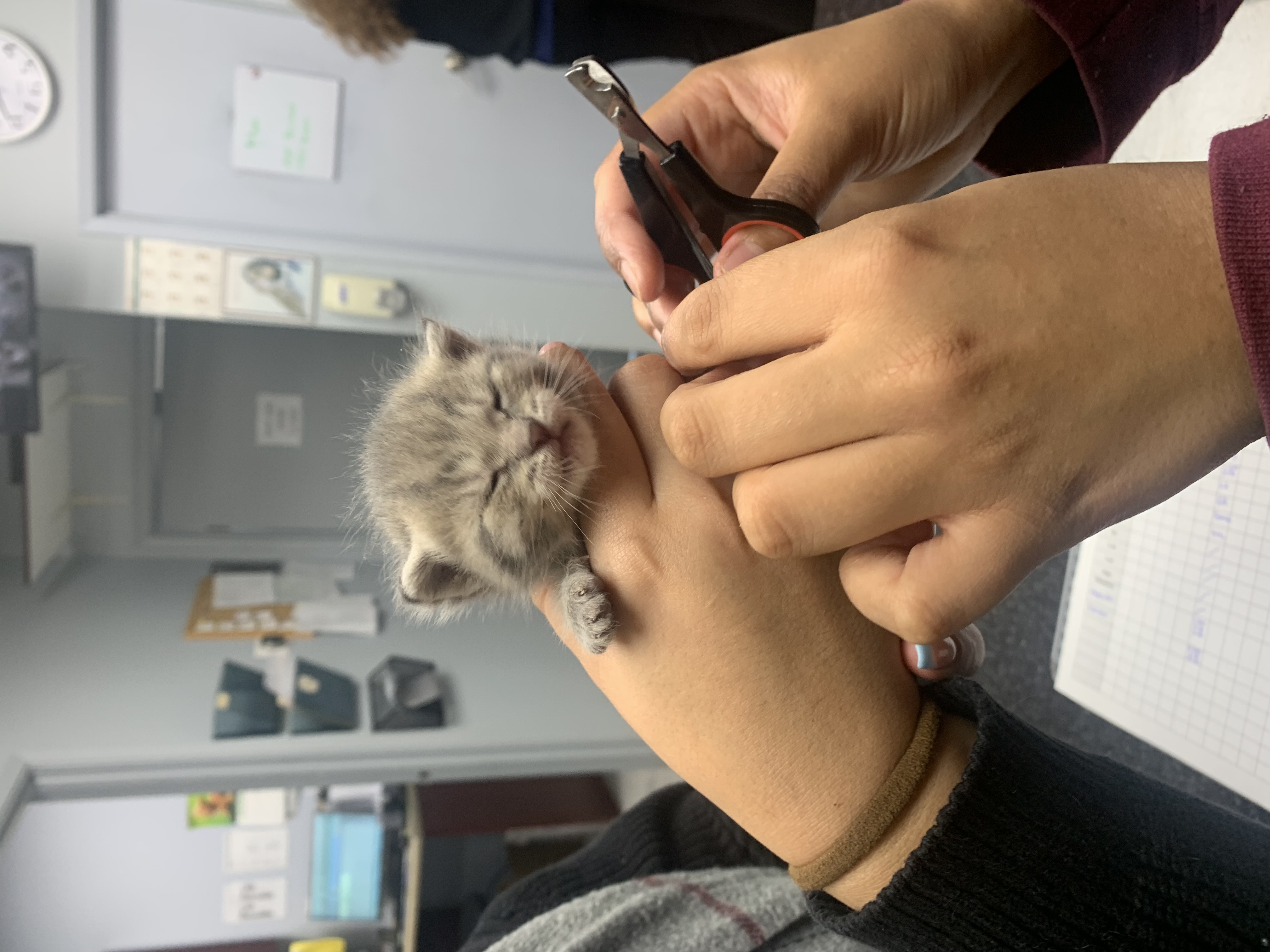 Helping a kitty with their first nail trim!