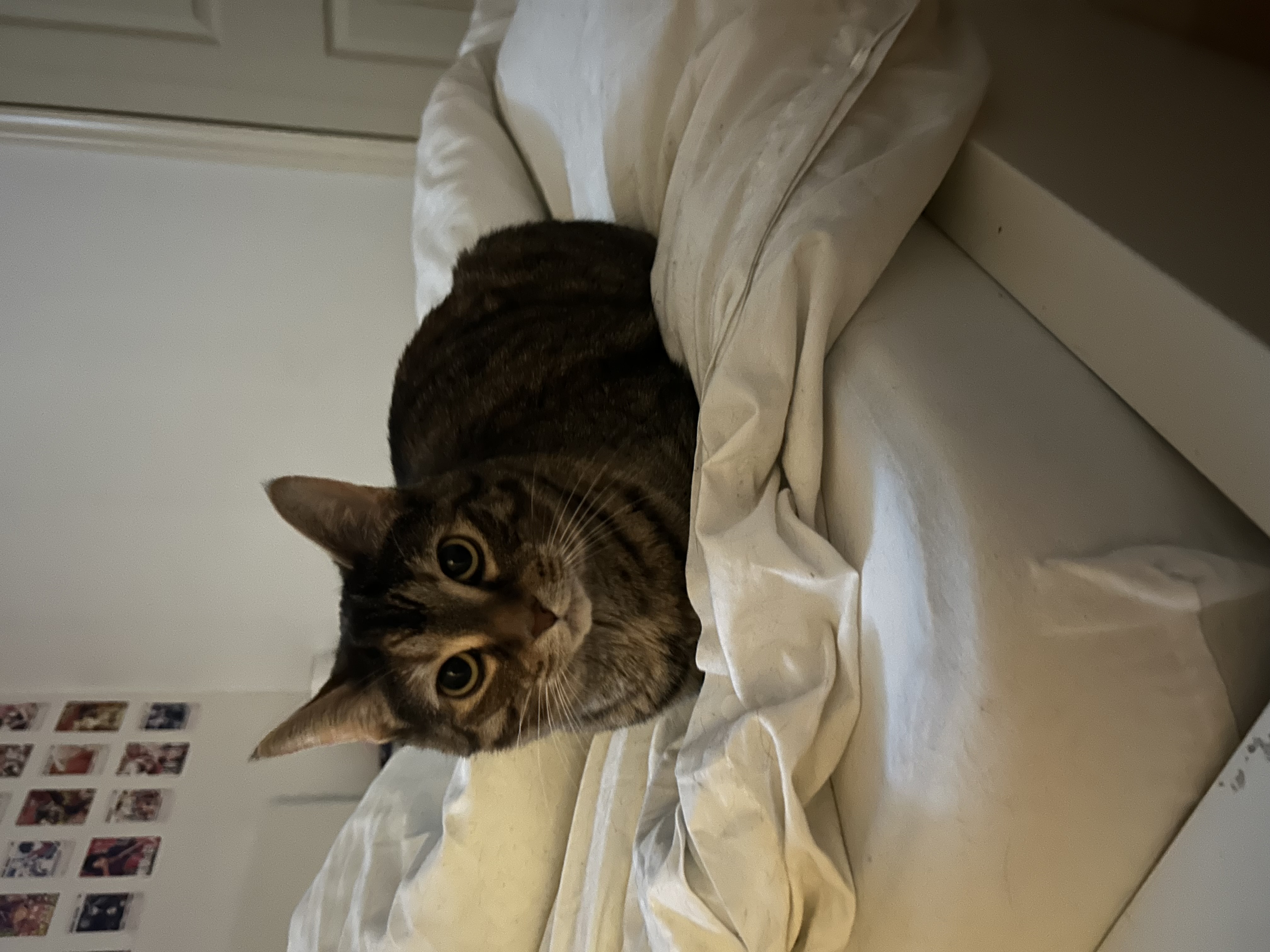 Miso after a long day of napping