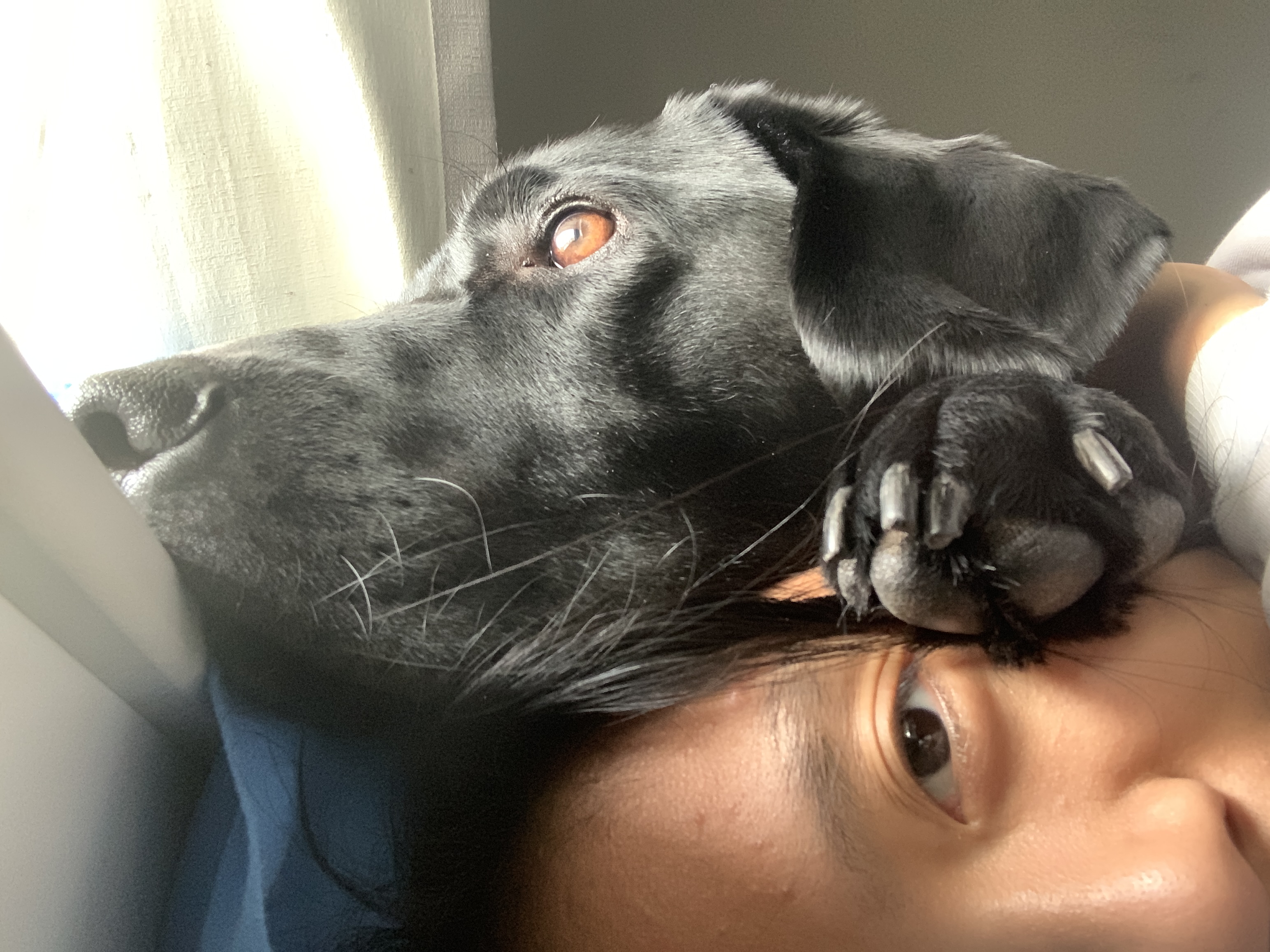 labs are clingy dogs
